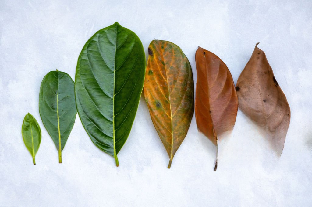 How to Slow Down Skin Aging Naturally & Effectively
